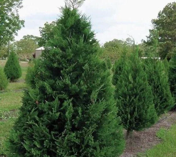 Murray Cypress Live Plant – 6-12" Tall Evergreen Privacy Tree – 2.5" Pot - Image 3