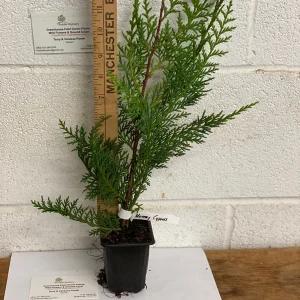 Murray Cypress Live Plant – 6-12