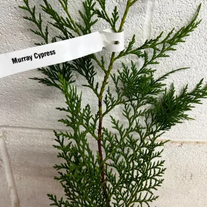 Murray Cypress Live Plant – 6-12