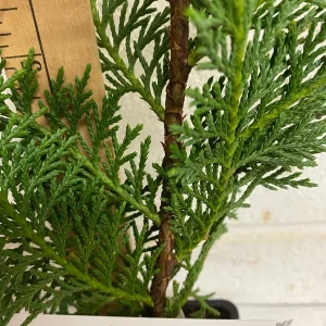 Murray Cypress Live Plant – 6-12