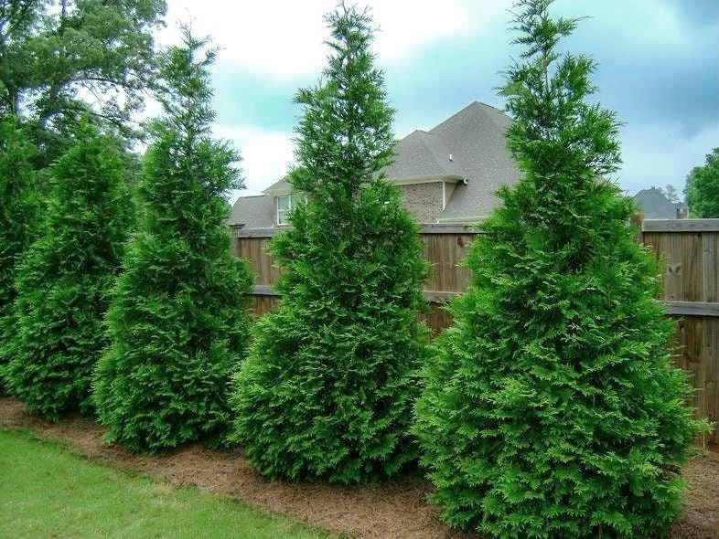 Murray Cypress Live Plant – 6-12" Tall Evergreen Privacy Tree – 2.5" Pot - Image 1
