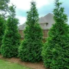 Murray Cypress Live Tree – Fast Growing Privacy Screen – 1 Gallon Pot – Outdoor - Image 1