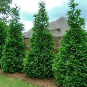 Murray Cypress Live Tree – Fast Growing Privacy Screen – 1 Gallon Pot – Outdoor - Image 1