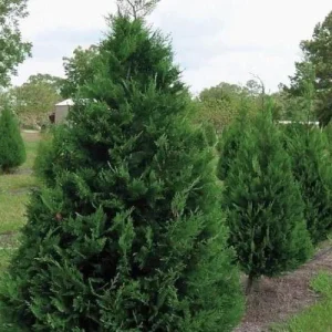 Murray Cypress Live Tree – Fast Growing Privacy Screen – 1 Gallon Pot – Outdoor - Image 2