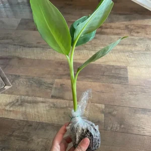 Mysore Banana Live Plant – Edible Fruit Starter – 4-6