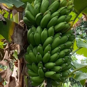 Mysore Banana Live Plant – Edible Fruit Starter – 4-6