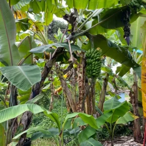 Mysore Banana Live Plant – Edible Fruit Starter – 4-6