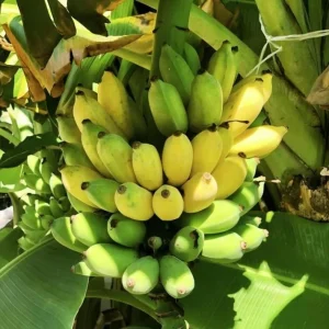 Nam Wah Banana Live Plant – 4-6