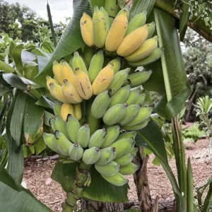 Nam Wah Banana Live Plant – 4-6