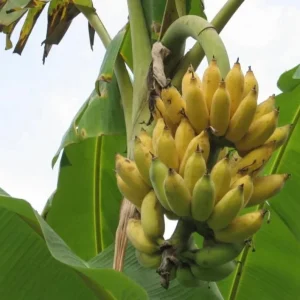 Nam Wah Banana Live Plant – 4-6