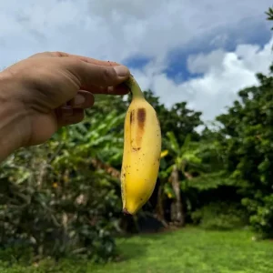 Nam Wah Banana Live Plant – 4-6