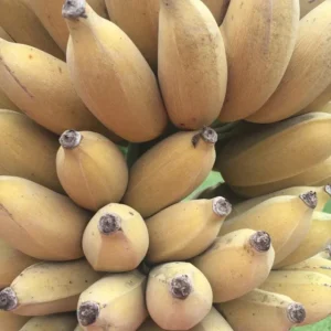 Nam Wah Banana Live Plant – 4-6