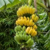 Nam Wah Banana Live Plant – 4-6" Tall Tropical Edible Fruit Tree Starter - Image 1