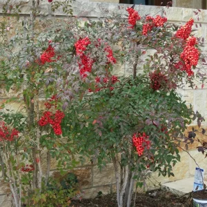 Nandina Domestica Live Plant – Heavenly Bamboo Shrub – 2.5 inch Pot – Outdoor - Image 5