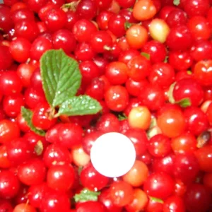 Nanking Cherry Bush Live Plant - Edible Tart-Tangy Fruit - Zones 4-8 - Image 2