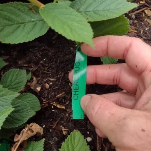 Nanking Cherry Bush Live Plant - Edible Tart-Tangy Fruit - Zones 4-8 - Image 5