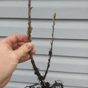 Nanking Cherry Bush Live Plant - Edible Tart-Tangy Fruit - Zones 4-8 - Image 6