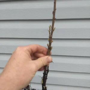 Nanking Cherry Bush Live Plant - Edible Tart-Tangy Fruit - Zones 4-8 - Image 7