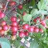 Nanking Cherry Bush Live Plant - Edible Tart-Tangy Fruit - Zones 4-8 - Image 1