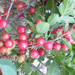 Nanking Cherry Bush Live Plant - Edible Tart-Tangy Fruit - Zones 4-8 - Image 1