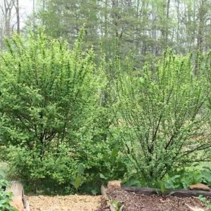 Nanking White Bush Cherry Live Plant - Sweet Edible Fruit - Zones 2-7 - Image 2