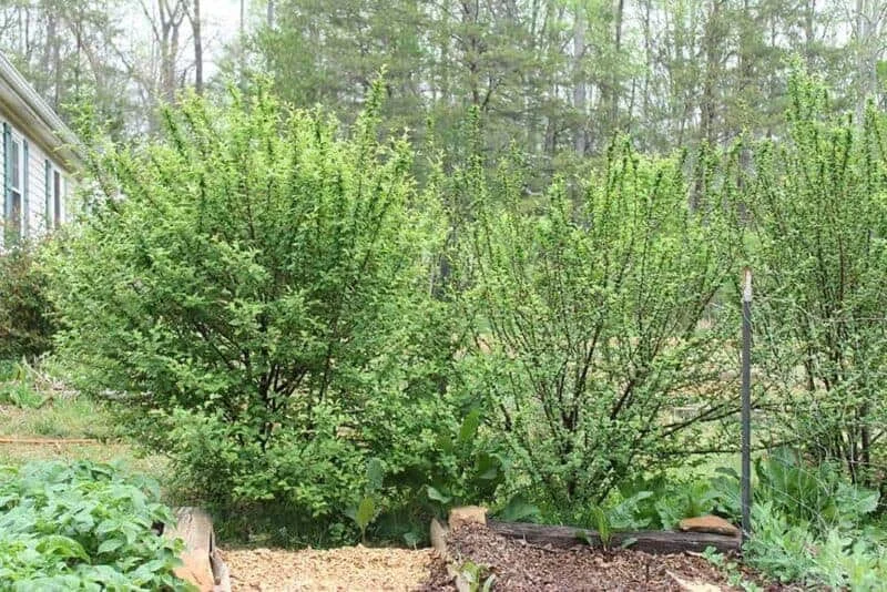 Nanking White Bush Cherry Live Plant - Sweet Edible Fruit - Zones 2-7 - Image 2