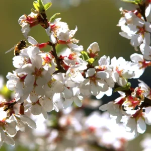 Nanking White Bush Cherry Live Plant - Sweet Edible Fruit - Zones 2-7 - Image 3