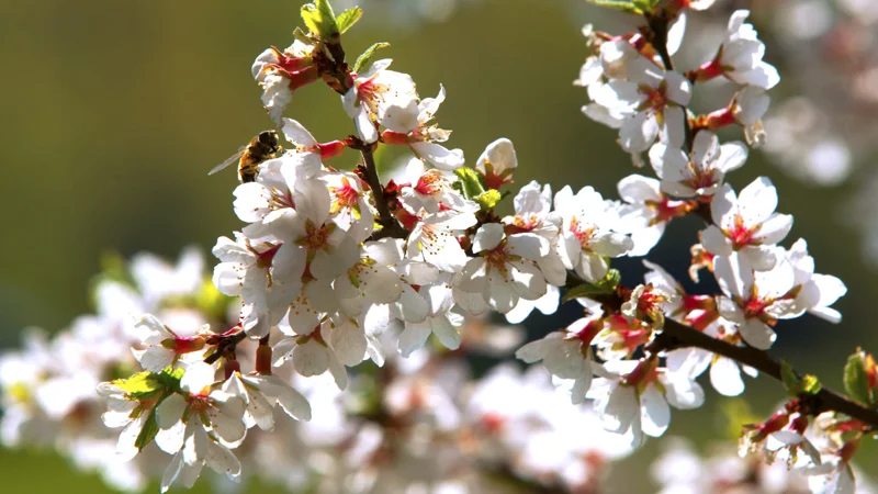 Nanking White Bush Cherry Live Plant - Sweet Edible Fruit - Zones 2-7 - Image 3