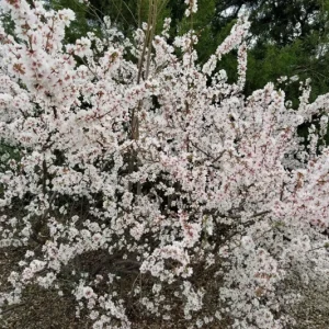 Nanking White Bush Cherry Live Plant - Sweet Edible Fruit - Zones 2-7 - Image 4