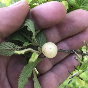 Nanking White Bush Cherry Live Plant - Sweet Edible Fruit - Zones 2-7 - Image 5