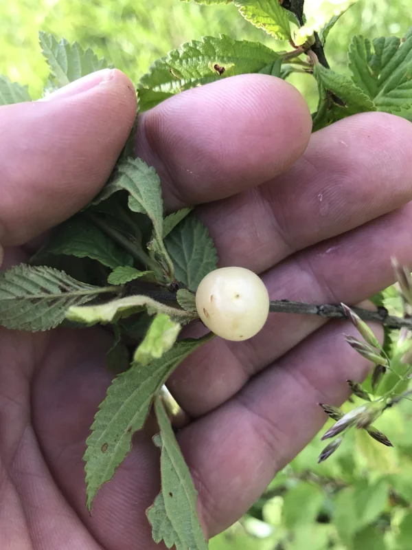 Nanking White Bush Cherry Live Plant - Sweet Edible Fruit - Zones 2-7 - Image 5