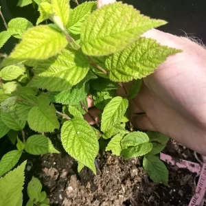 Nanking White Bush Cherry Live Plant - Sweet Edible Fruit - Zones 2-7 - Image 6