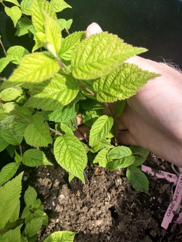 Nanking White Bush Cherry Live Plant - Sweet Edible Fruit - Zones 2-7 - Image 6