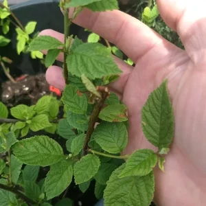 Nanking White Bush Cherry Live Plant - Sweet Edible Fruit - Zones 2-7 - Image 7