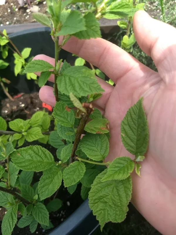 Nanking White Bush Cherry Live Plant - Sweet Edible Fruit - Zones 2-7 - Image 7