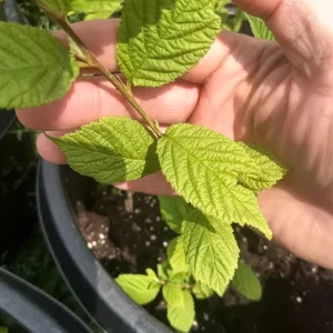 Nanking White Bush Cherry Live Plant - Sweet Edible Fruit - Zones 2-7 - Image 8