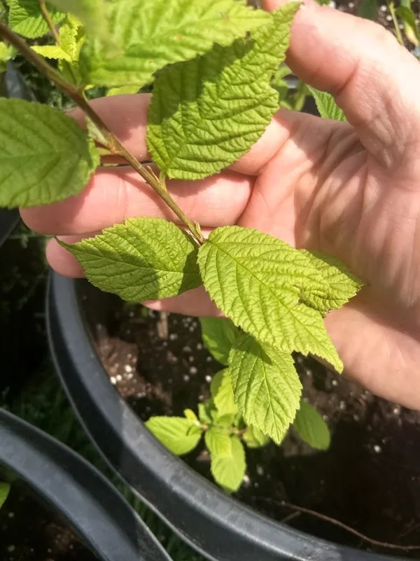 Nanking White Bush Cherry Live Plant - Sweet Edible Fruit - Zones 2-7 - Image 8