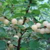 Nanking White Bush Cherry Live Plant - Sweet Edible Fruit - Zones 2-7 - Image 1