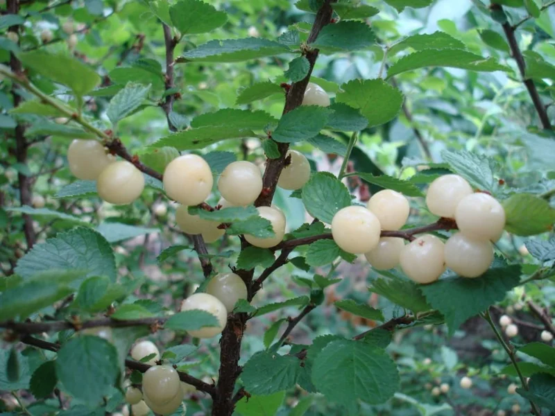 Nanking White Bush Cherry Live Plant - Sweet Edible Fruit - Zones 2-7 - Image 1