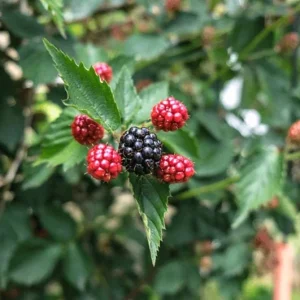 Navaho Thornless Blackberry Live Plant - Set of 6, 4-6