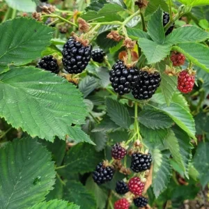 Navaho Thornless Blackberry Live Plant - Set of 6, 4-6