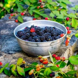 Navaho Thornless Blackberry Live Plant - Set of 6, 4-6