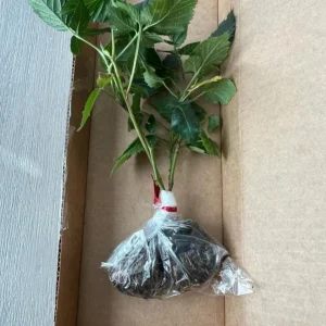 Navaho Thornless Blackberry Live Plant - Set of 6, 4-6