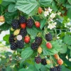 Navaho Thornless Blackberry Live Plant - Set of 6, 4-6" Tall, Edible Fruit, Outdoor - Image 1
