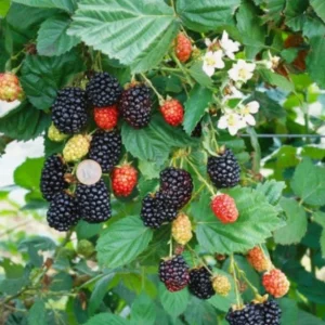 Navaho Thornless Blackberry Live Plant - Set of 6, 4-6