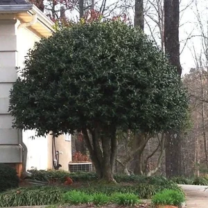 Nellie R. Stevens Holly Live Plant 2.5 inch Pot 6-12 inch - Evergreen Shrub - Image 2