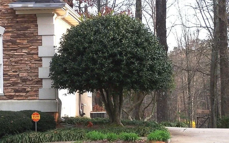 Nellie R. Stevens Holly Live Plant 2.5 inch Pot 6-12 inch - Evergreen Shrub - Image 2