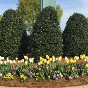 Nellie R. Stevens Holly Live Plant 2.5 inch Pot 6-12 inch - Evergreen Shrub - Image 3