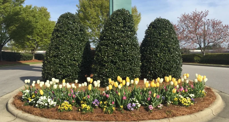 Nellie R. Stevens Holly Live Plant 2.5 inch Pot 6-12 inch - Evergreen Shrub - Image 3