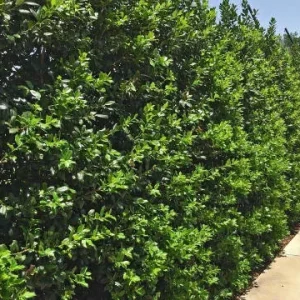 Nellie R. Stevens Holly Live Plant 2.5 inch Pot 6-12 inch - Evergreen Shrub - Image 4